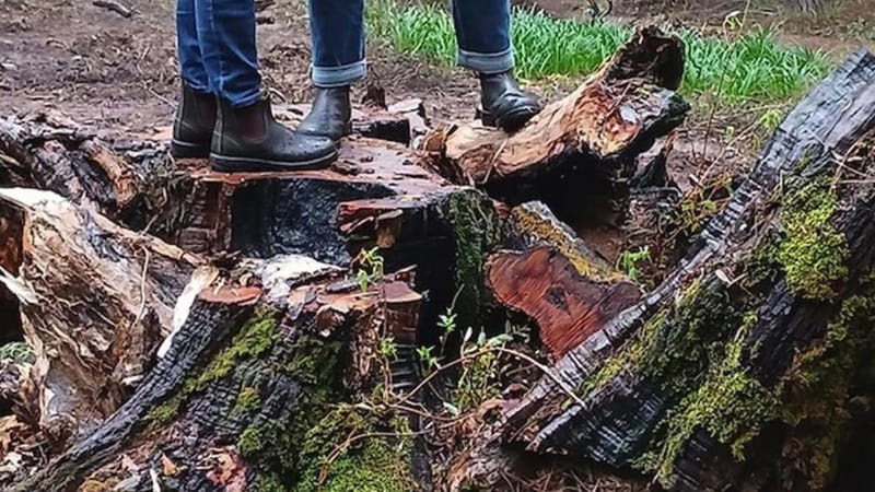 So-called ‘chainsaw mistake’raises competency questions post image